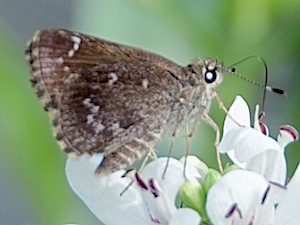 Celia's Roadside Skipper